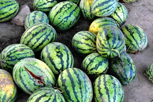 吃瓜发西瓜照片,一起分享这颗甜蜜的西瓜