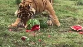 带你吃瓜老虎图片,带你探秘“老虎吃瓜”的趣味瞬间