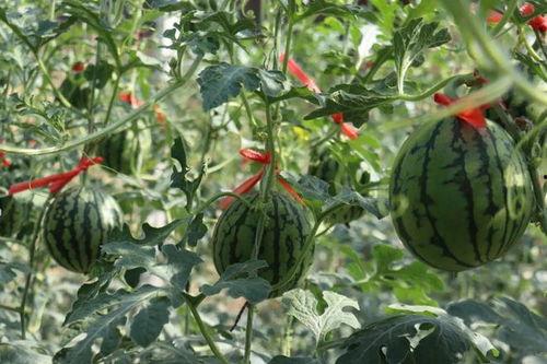 济南假名媛吃瓜