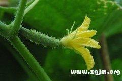 男人梦见吃生瓜,男人梦见吃生瓜的寓意与启示