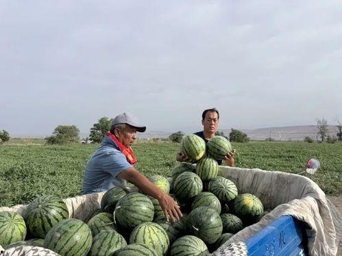 吃瓜玉田,揭秘当地美食文化之旅