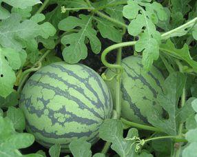 怀孕可以吃小凤瓜,小凤瓜，营养美味两不误