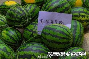 吃瓜的前排,揭秘吃瓜群众前排的精彩瞬间