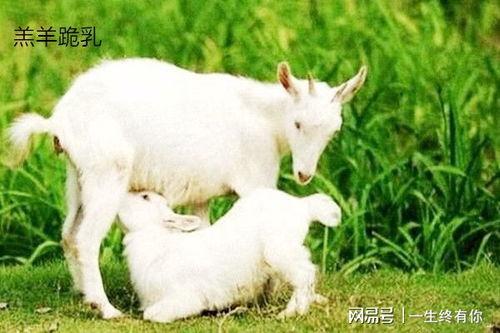 小羊口事件吃瓜,揭秘网络舆论风暴背后的真相