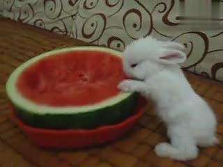 吃瓜兔子流泪,吃瓜兔子情感之旅